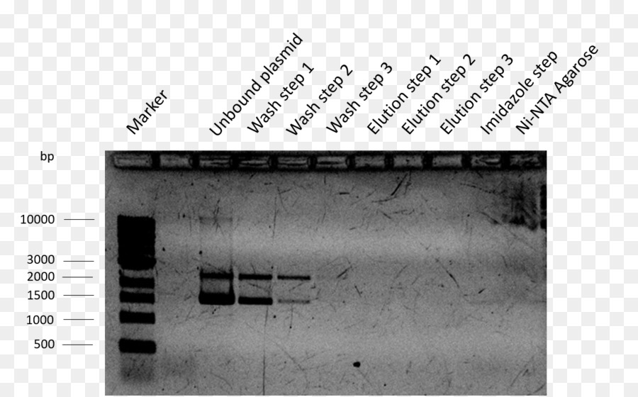 Isopropilico β-D-1-thiogalactopyranoside Plasmide Strumento per le parole Chiave International genetically Engineered Machine Trasformazione - tampone di dosaggio radioimmunoprecipitazione