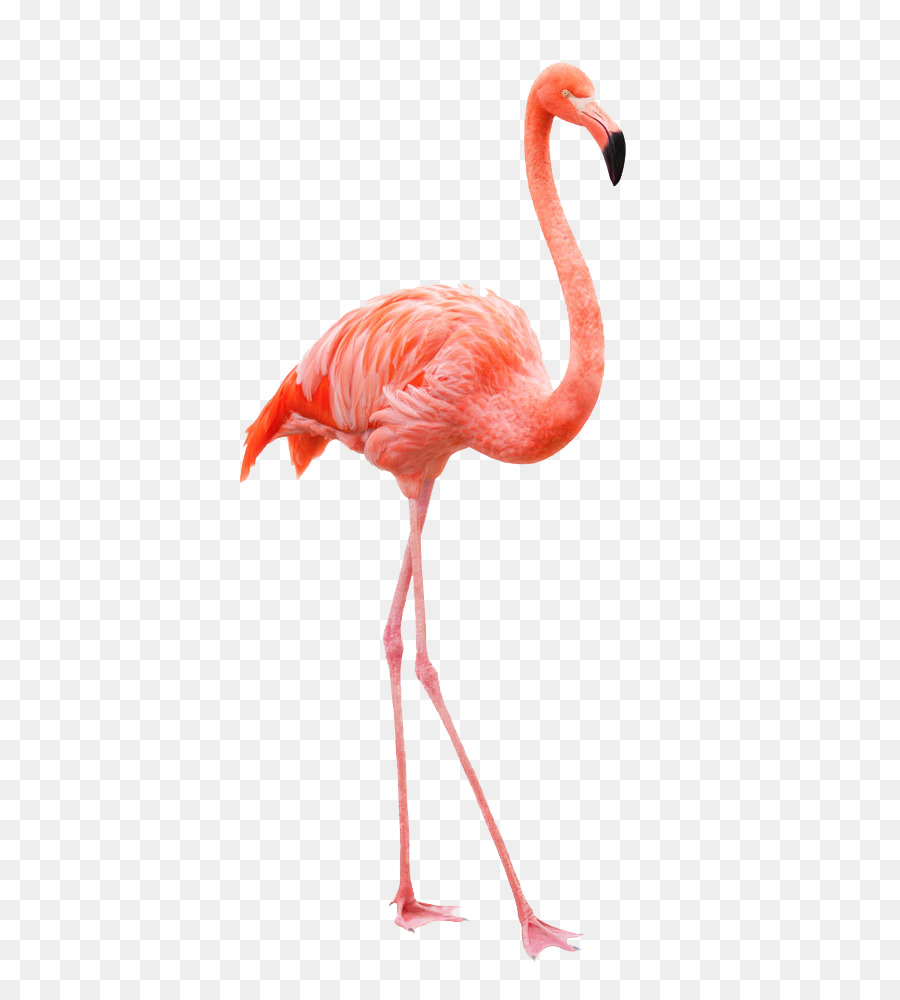 Royalty-free Flamingo Stock-Fotografie-Zeichnung - Flamingo