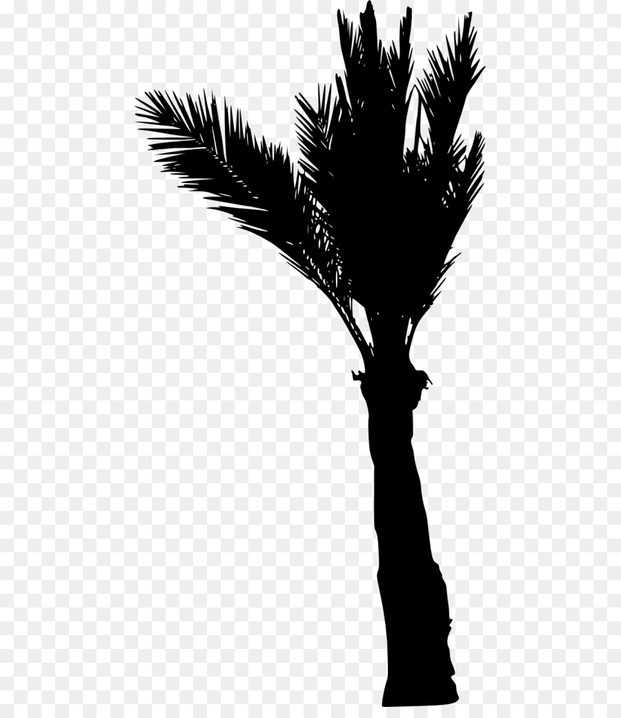 Asiatische palmyra-Palmen Arecaceae Silhouette Schwarz und weiß - Silhouette