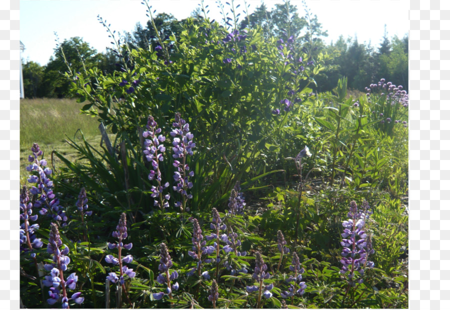 Subshrub Pianta Comune della comunità lilla - la vegetazione in alto