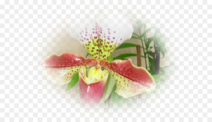 Falena orchidee Close-up Rosa M - orchidea