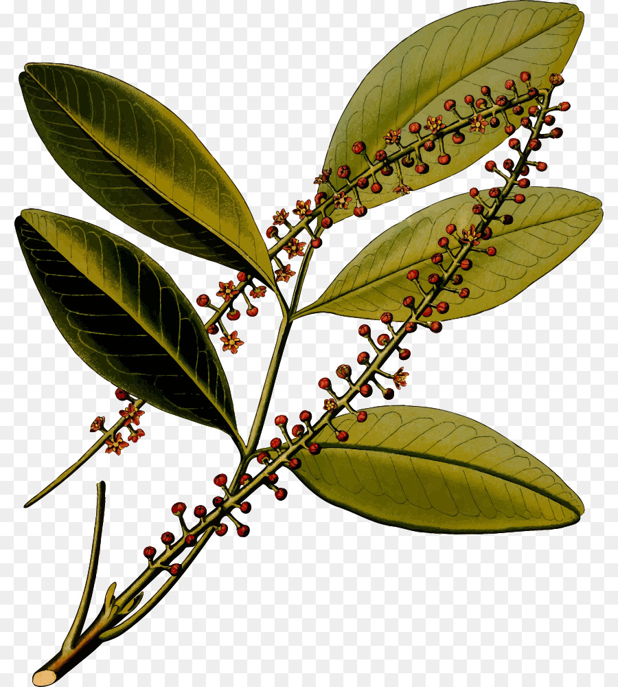 Jaborandi del Köhler Piante Medicinali illustrazione Botanica Botanica arnica montana - corteccia di cannella