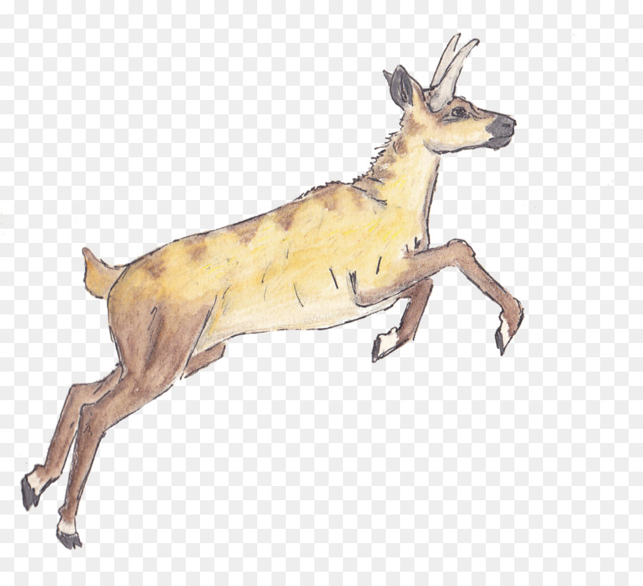 Rentier Macropodidae Hund Antilope Säugetier - Rentier