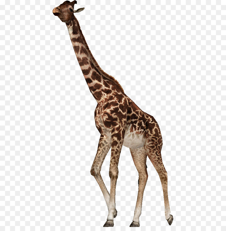 Zoo Tycoon 2 Giraffa jumae Rothschild, la giraffa e l'Ippopotamo - giraffa