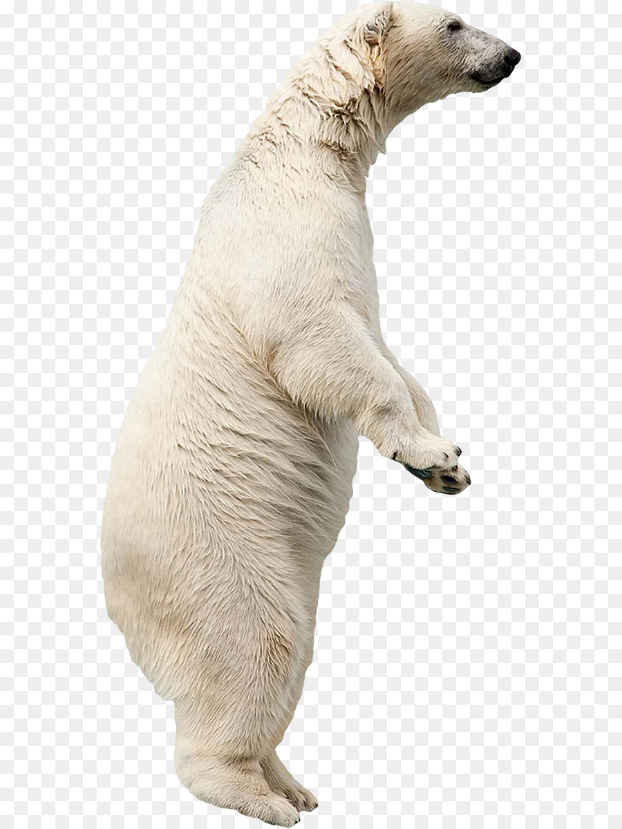 Gấu bắc cực giống Chó Thích blanc - Gấu bắc cực
