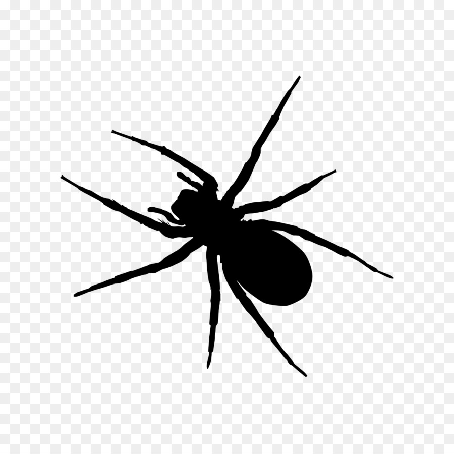 Witwe Spinnen Insekt clipart - Spinne
