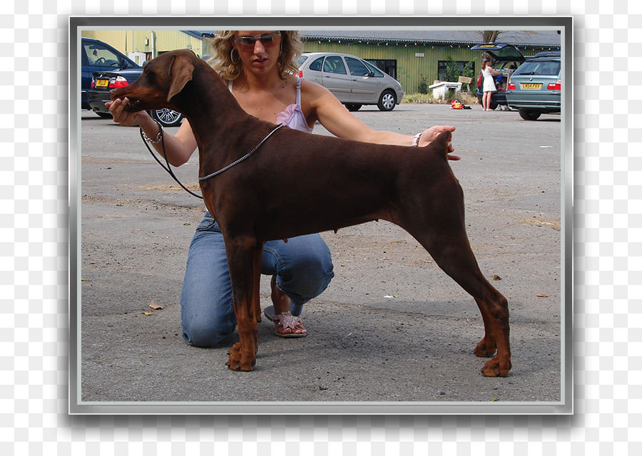 Dobermann Cane di razza Pinscher cane da Guardia - Wurlitzer