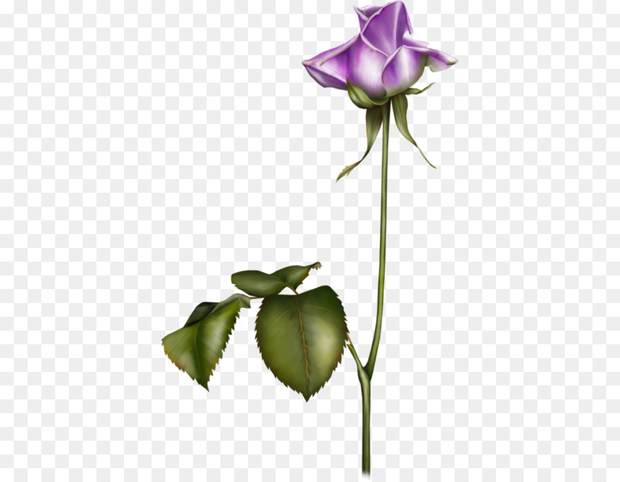Garden Rosen Blumen Blau Violett - Blume