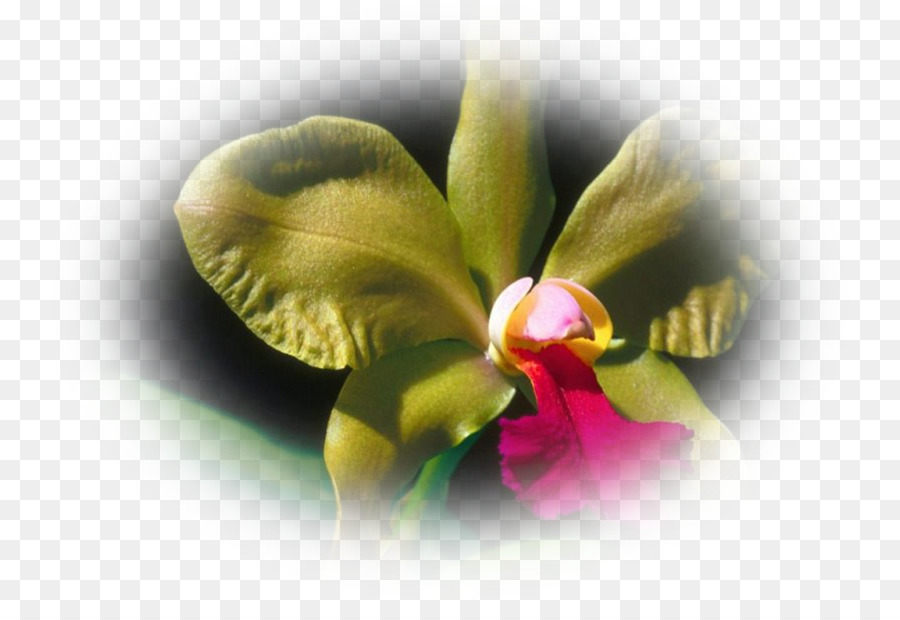 São Roque do Canaã Autobahn Armando Martineli Motten Orchideen Orchidee Kinderzimmer - Orchidee