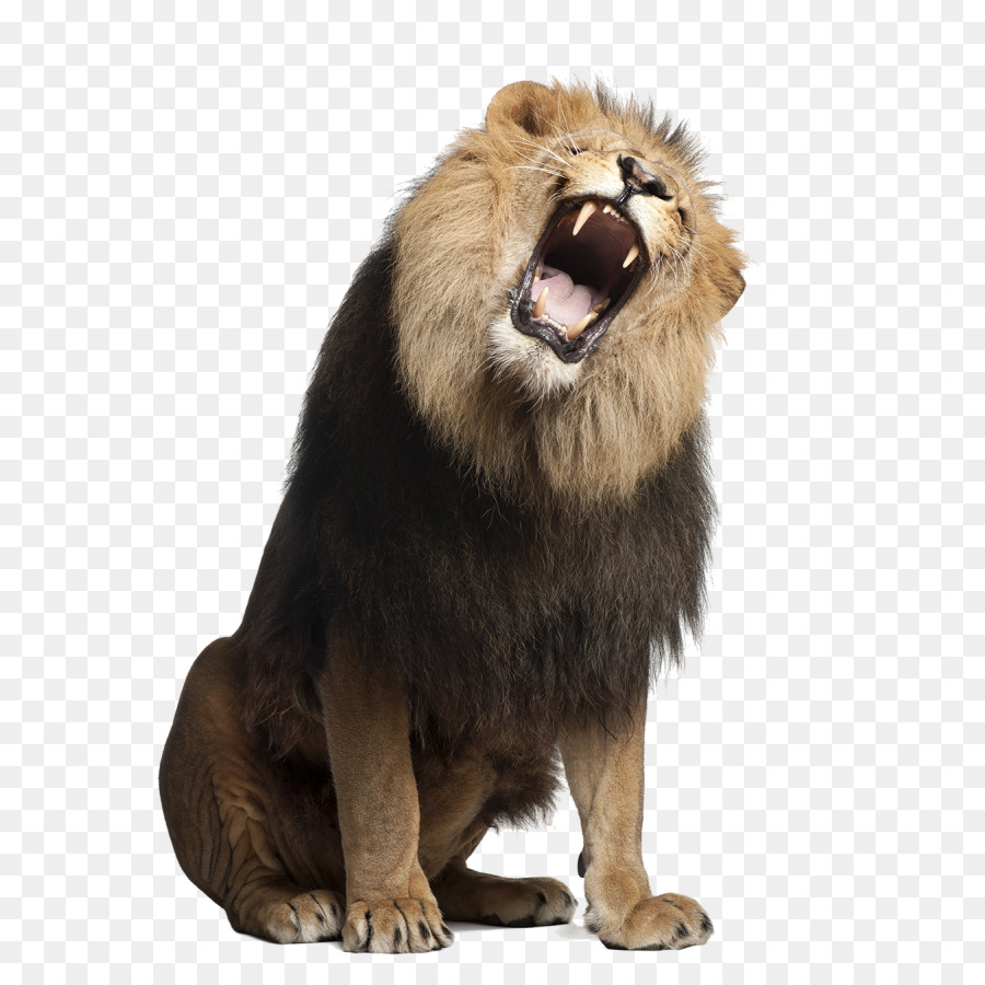 Sư tử Chứng chụp ảnh miễn phí tiền bản Quyền Gầm - sư tử