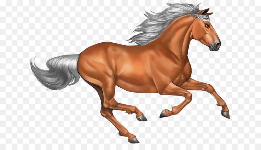 Mustang Pony Hengst - Mustang