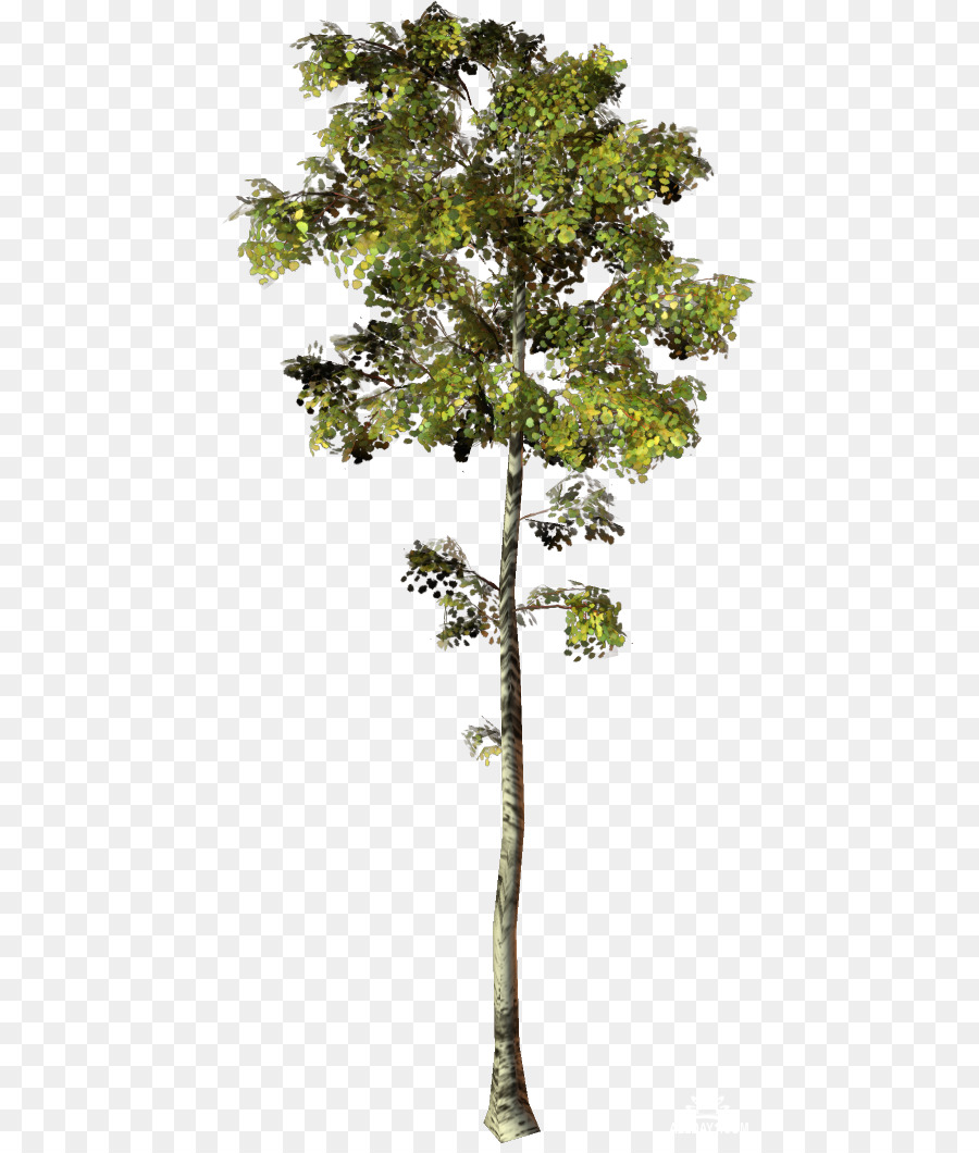 Tronco platani staminali Vegetali pianta d'appartamento - albero