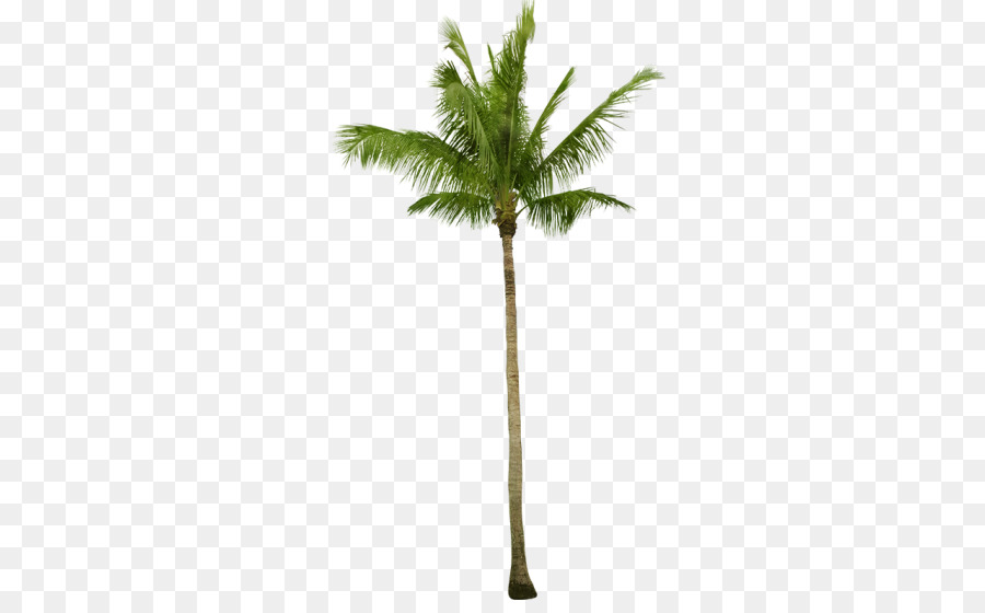 Asiatische palmyra palm Kokos Babassu Arecaceae, Baum - Kokos