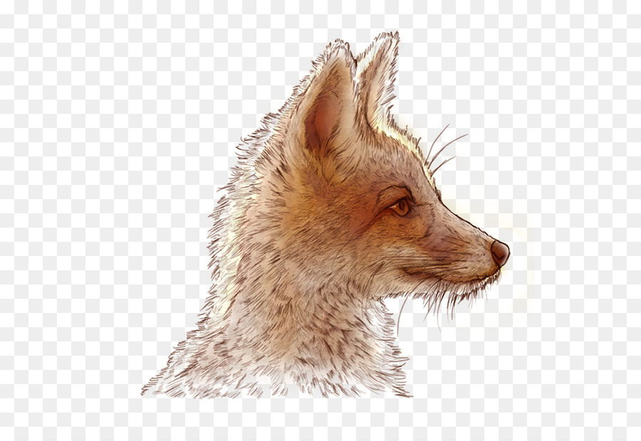 Red fox Baffi Pelliccia Sciacallo Fauna - illustrazione piccolo principe