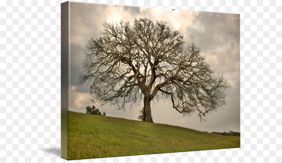 Albero di quercia Texas Centrale, ebano Texas Hill Country - albero