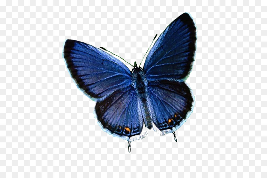 Farfalla, Insetto Menelao blu morpho Pennello zampe farfalle - farfalle