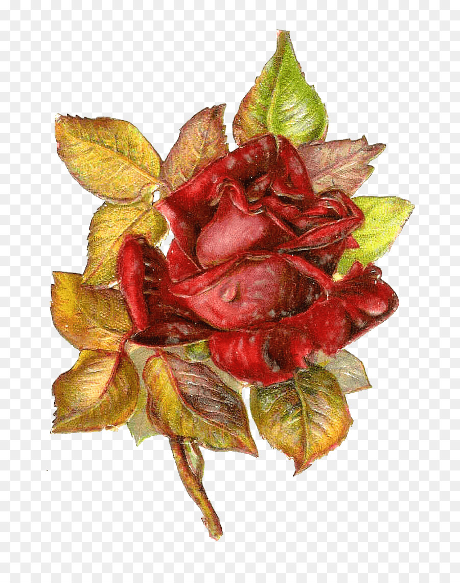 Rose Papier Aufkleber clipart - Victorian floral