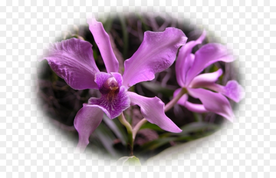 Phalaenopsis equestris Cattleya Orchideen Violett-Pflanze - veilchen