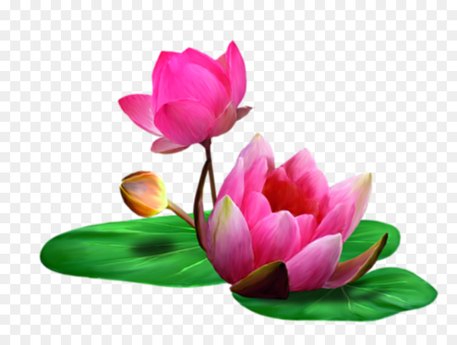 Pink Flower Cartoon png download - 980*733 - Free Transparent Lotus png  Download. - CleanPNG / KissPNG