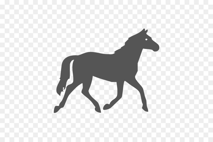 Cavallo Pony Equestre - cavallo