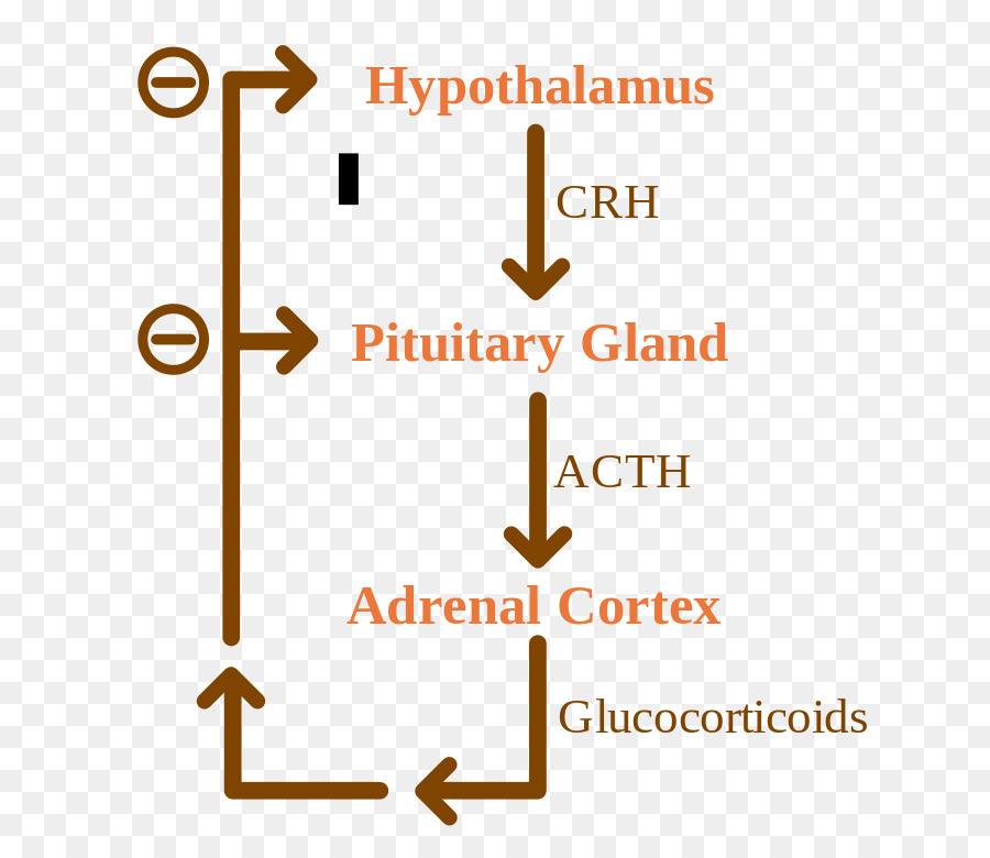 Phản hồi âm vỏ thượng thận hormone Sinh học Glucocorticoid - hồi