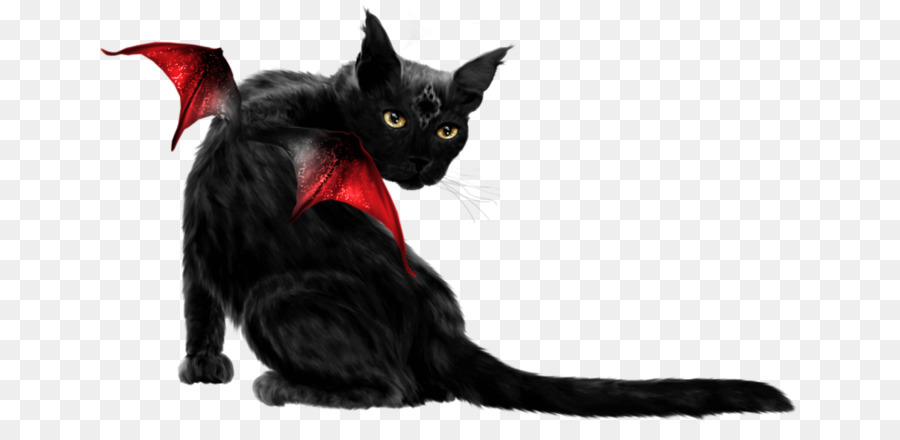 Bombay Katze-Schwarze Katze-Maine Coon Inländische kurzhaarige Katze Schnurrhaare - Kätzchen