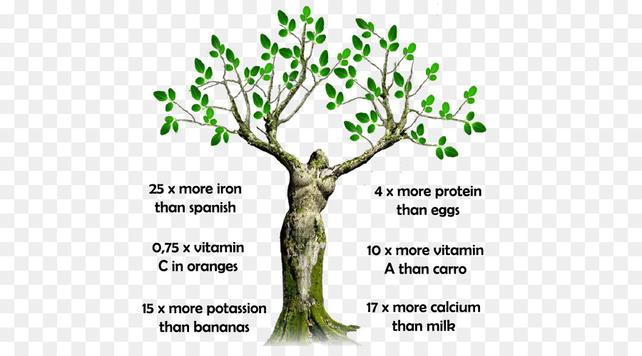 Bacchetta albero di Salute di piante Medicinali, Medicina Nutrizione - salute