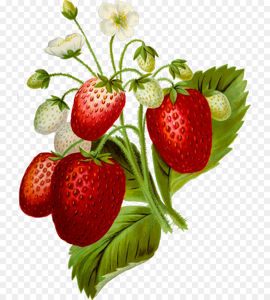 Erdbeere clipart - Erdbeere