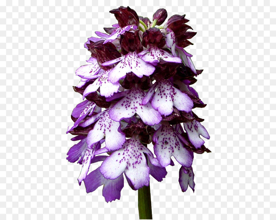1.2.3 fiori Viola Petalo - orchidea