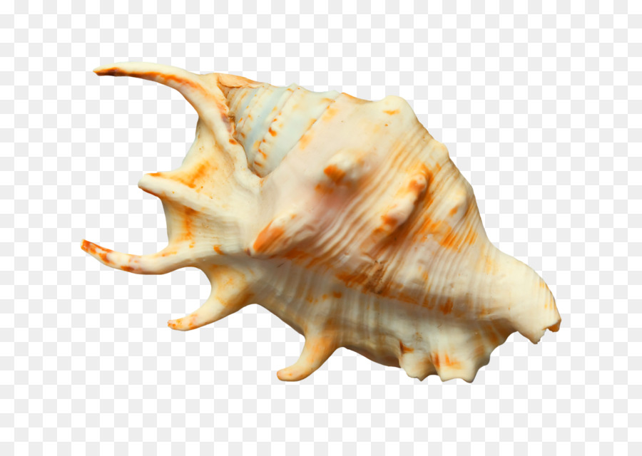 Muschel Conch Sea snail - Seashell