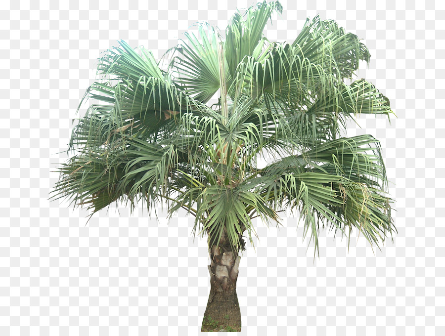 Asiatische palmyra Palme Livistona chinensis Kokos Babassu Arecaceae - Kokos