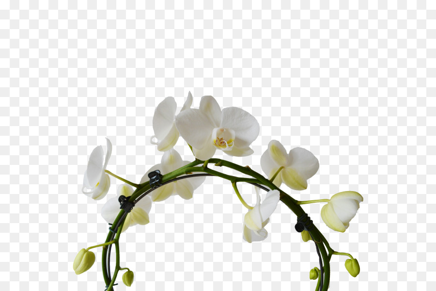 Moth Orchideen Weißen Schnitt Blumen Pflanze Stiel - Orchidee