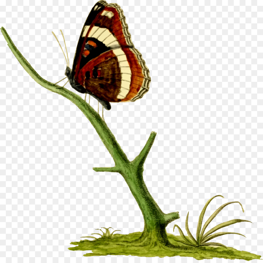 Monarch Schmetterling Insekten Bläulinge Pinsel footed butterflies - Schmetterling