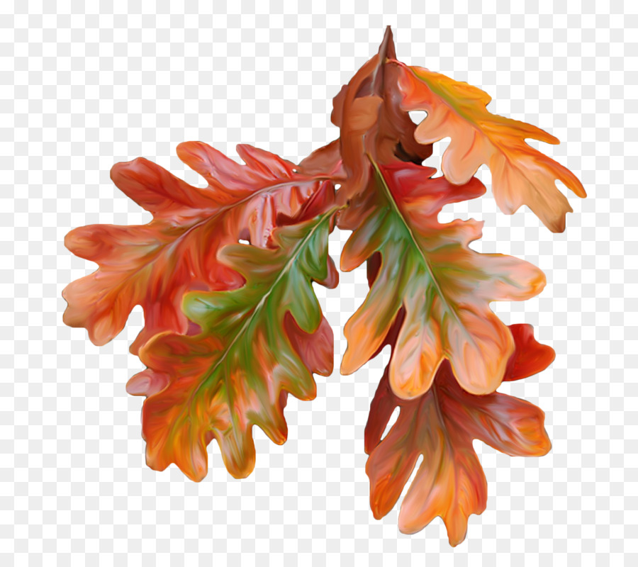 Herbst leaf Maple leaf Farbe - Blatt