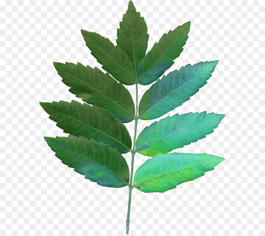 Leaf Hanf-Pflanze-Stiel - Blatt