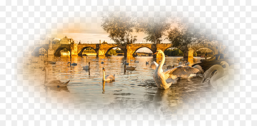 Gans Vogel Mute swan Ente Desktop-hintergrund - Gans