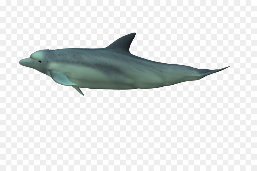 Tursiope becco Corto delfino comune di Sgrossatura dentata delfino Sotalia Wholphin - xj