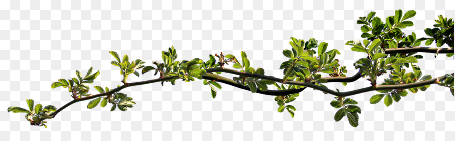 Twig Foglia Ramo Rosier-feuilles - rose ramo