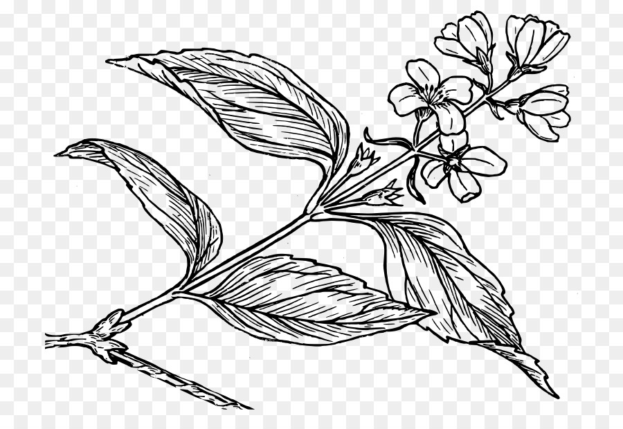 Zeichnung Botanik Blume Common lilac - Blume