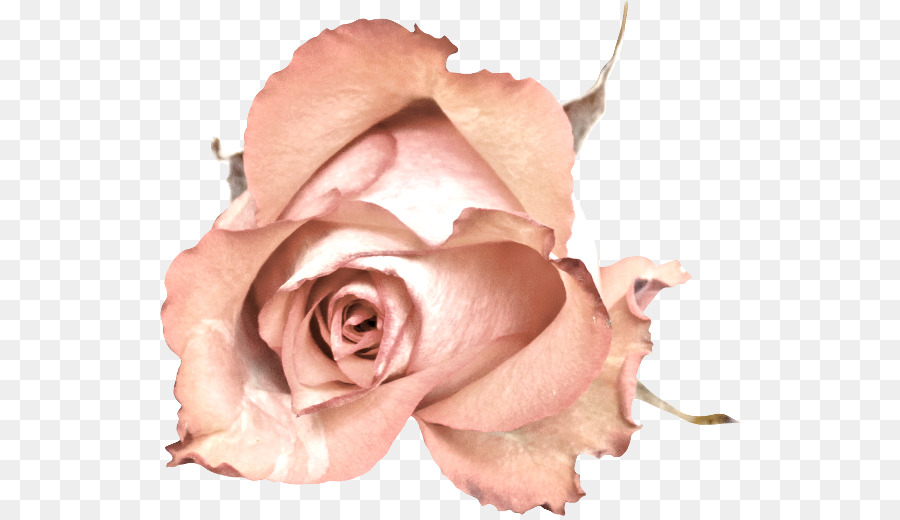 Giardino di rose, fiori recisi, Petalo - rosa