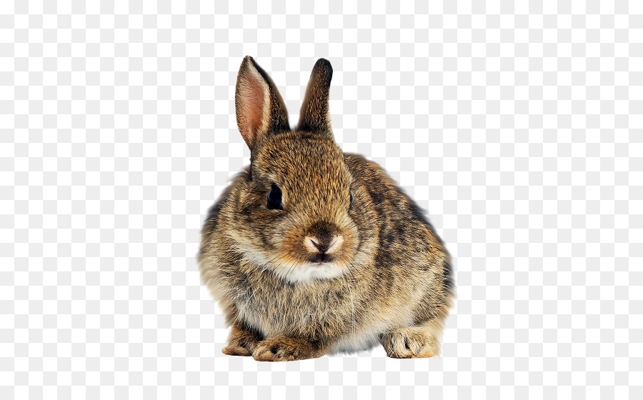 Heimische Kaninchen Hase europäischen Kaninchen White Rabbit - Kaninchen