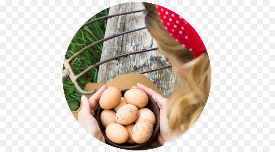 Trứng Gà miễn phí tiền bản Quyền Chứng nhiếp ảnh - trứng