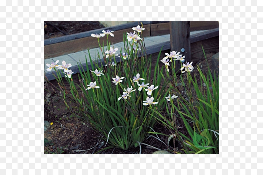 Dietes iridioides Dietes bicolor zwei Wochen Lilie Pflanze Iris - Anlage