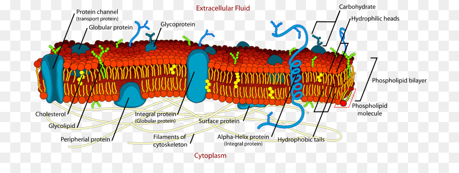 Membrana cellulare membrana Biologica Biologia - Membrana cellulare