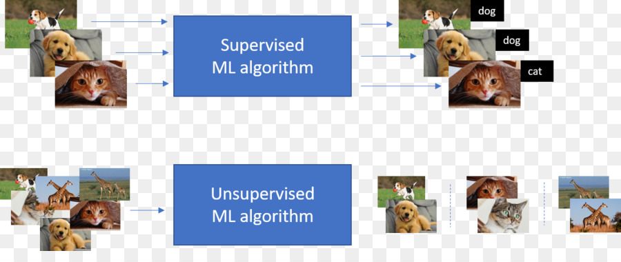 Maschinelles lernen, Unüberwachtes lernen Algorithmus - Hund