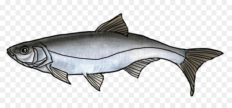 Requiem Haie Knöchernen Fische Squaliform Haie Marine Biologie fettem Fisch - Fisch