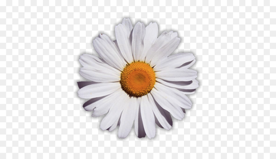 Cartoon Flower png download - 512*512 - Free Transparent Common Daisy png  Download. - CleanPNG / KissPNG