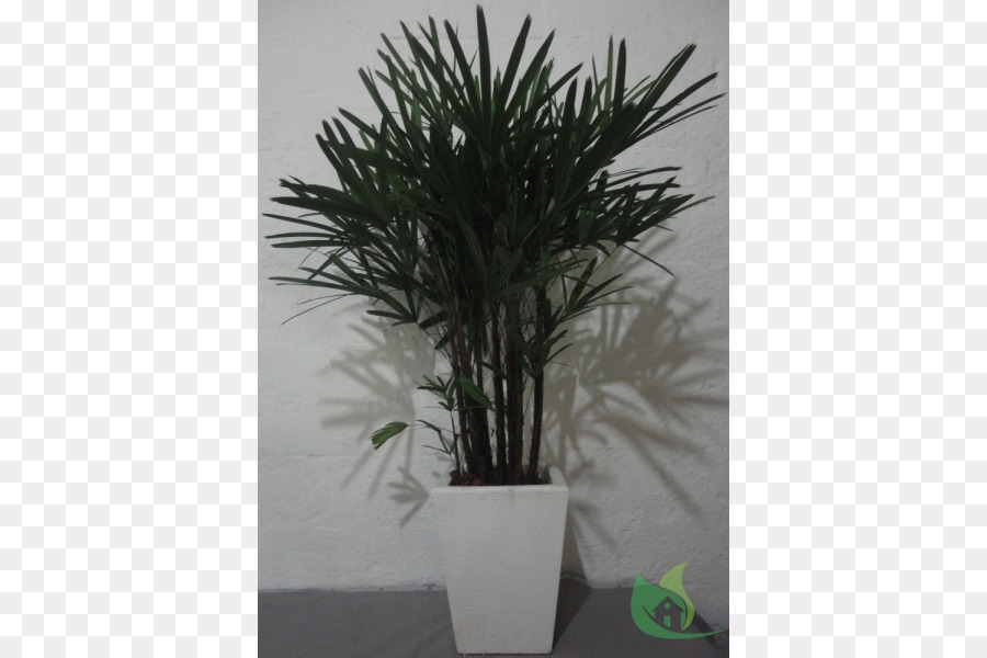 Arecaceae Vaso Pianta D'Appartamento Albero - Bromelia