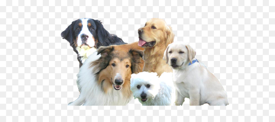 Hunderasse Welpen Hundesalon Smiley Dog Sport Gruppe - Welpen