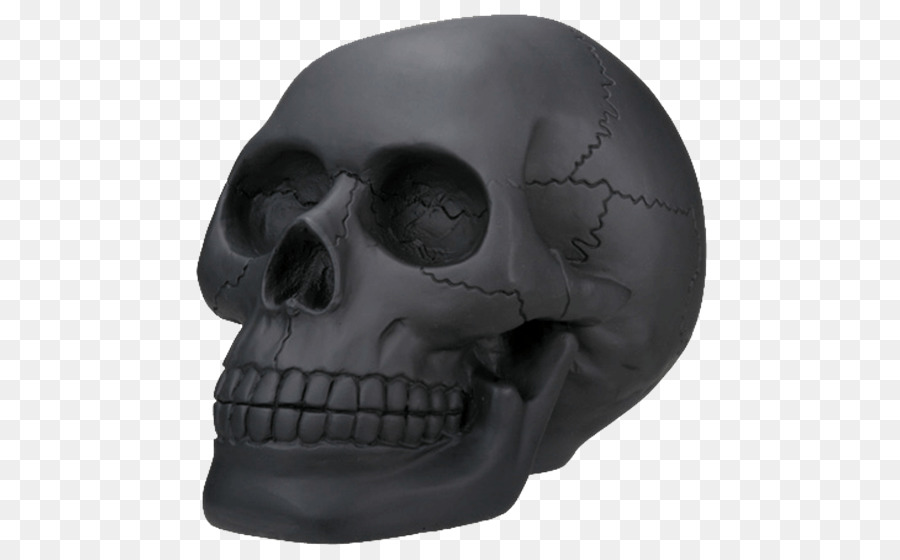 Schädel-Skelett-Kopf-Sammlerstücke Knochen - Schädel